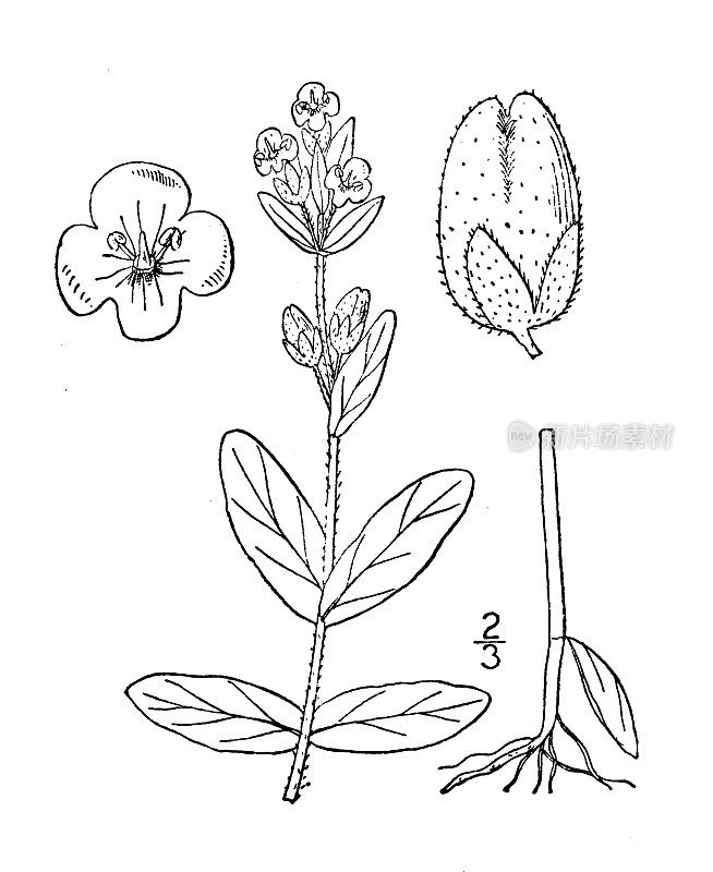 古董植物学植物插图:Veronica alpina, Alpine Speedwell